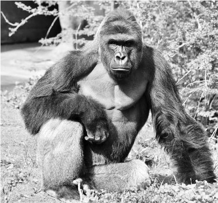 Internet Funny: How the Tragic Death of Harambe Became Something Much More