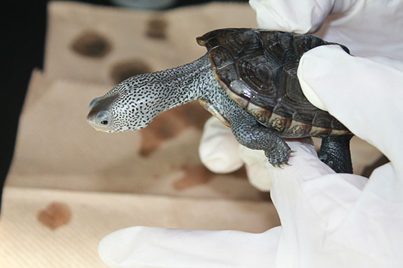 Cosmos is a seven-month old Terrapin that the Environmental Club collects data on and reports to the Baltimore Aquarium. 