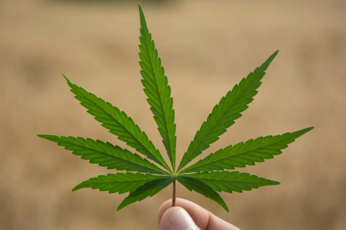Marylands Slow Roll on Medical Marijuana